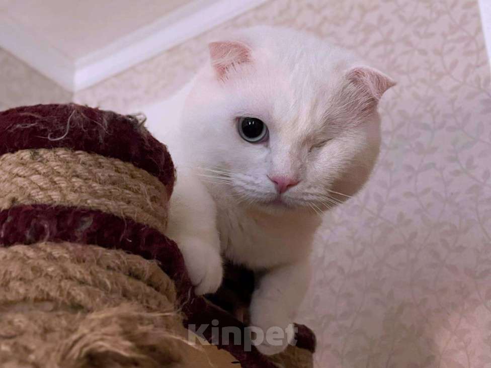 Кошки в Москве: Ласковый шотландский кот Маугли Мальчик, Бесплатно - фото 4