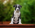 Собаки в Самаре: Породные щенки АСТ из питомника Мальчик, 30 000 руб. - фото 1