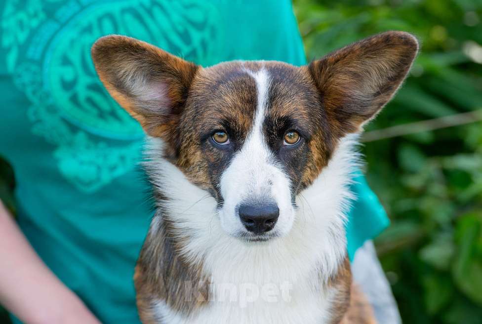 Собаки в Москве: Вельш корги кардиган щенок Девочка, 60 000 руб. - фото 2