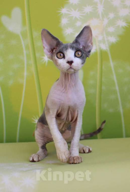 Кошки в Люберцах: Девочка девон-рекс  Девочка, 65 000 руб. - фото 1