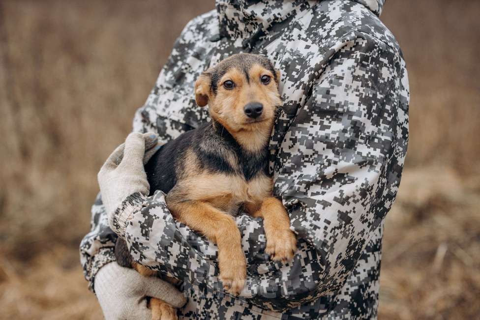 Собаки в Москве: Маленькая девочка из приюта ищет дом! Девочка, Бесплатно - фото 4