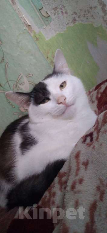 Кошки в Каменске-Уральском: Отдам 2 котят, в добрые руки Мальчик, Бесплатно - фото 2