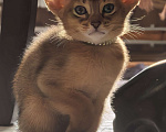 Кошки в других городах Московской области: Абиссинский котик  Мальчик, 75 000 руб. - фото 3