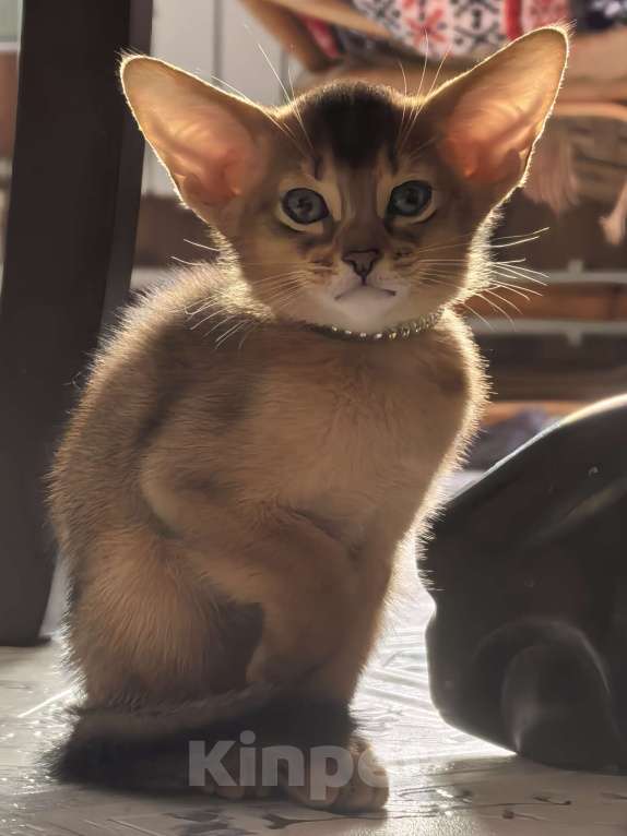 Кошки в других городах Московской области: Абиссинский котик  Мальчик, 75 000 руб. - фото 3