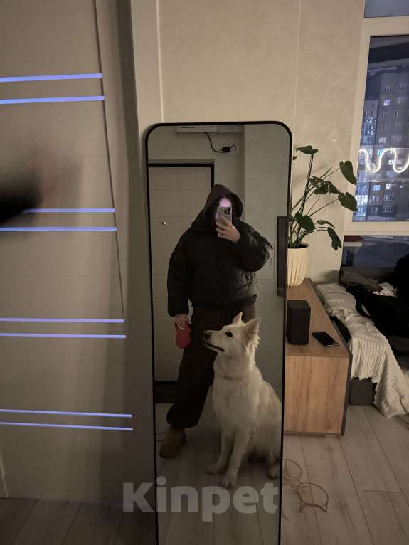 Собаки в Краснодаре: Отдам только в добрый руки собаку  Девочка, Бесплатно - фото 1