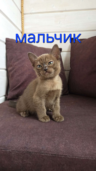 Бурманские котята