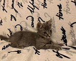 Кошки в Москве: Красавица Адель - котенок, 2,5 месяца Девочка, Бесплатно - фото 3