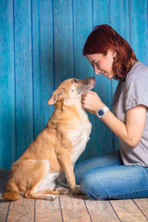 Собаки в Москве: Небольшая собачка квартирного содержания в добрые руки. Девочка, Бесплатно - фото 9