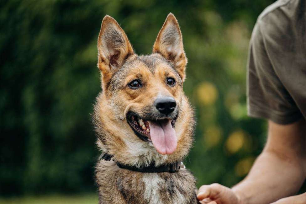 Собаки в Москве: Не большая собачка Лиса Девочка, Бесплатно - фото 6