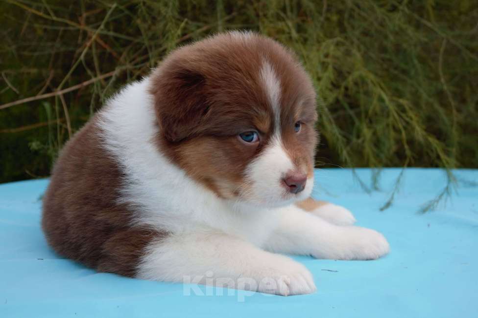 Собаки в других городах Московской области: Австралийская овчарка (аусси) Девочка, 70 000 руб. - фото 2