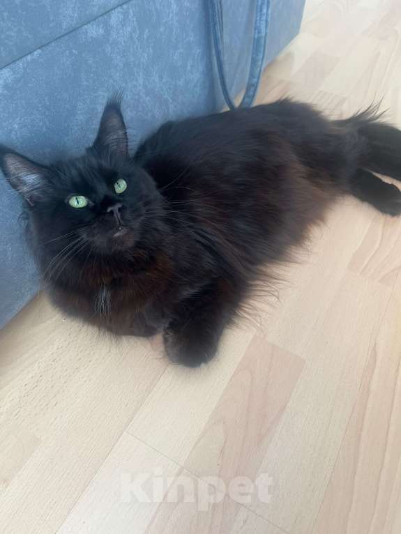 Кошки в Санкт-Петербурге: Вязка с Мейнкунихой Девочка, 7 000 руб. - фото 2