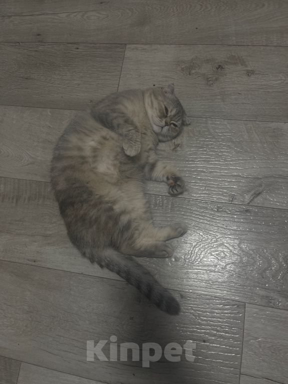Кошки в других городах Московской области: Отдам в добрые руки Девочка, Бесплатно - фото 1