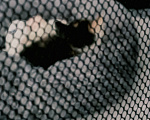 Кошки в Протвино: Котята ищут дом Девочка, Бесплатно - фото 3