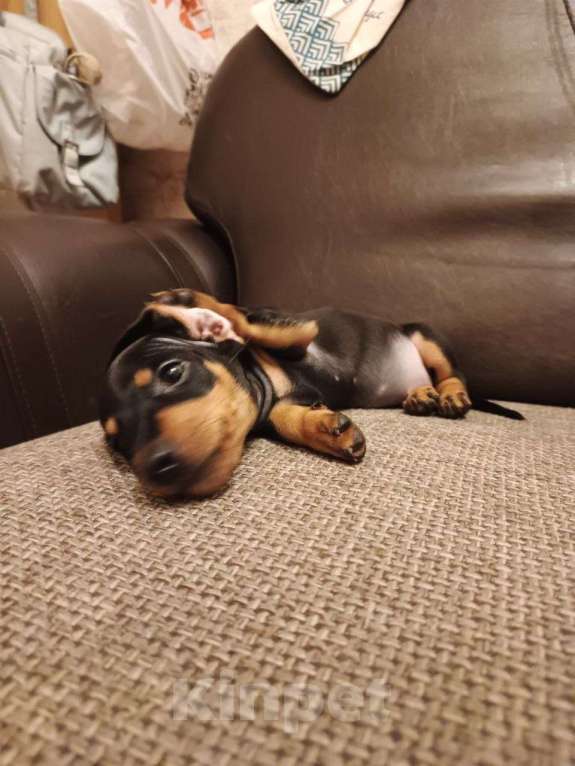 Собаки в Кировске: Щенок карликовой таксы Девочка, 20 000 руб. - фото 1