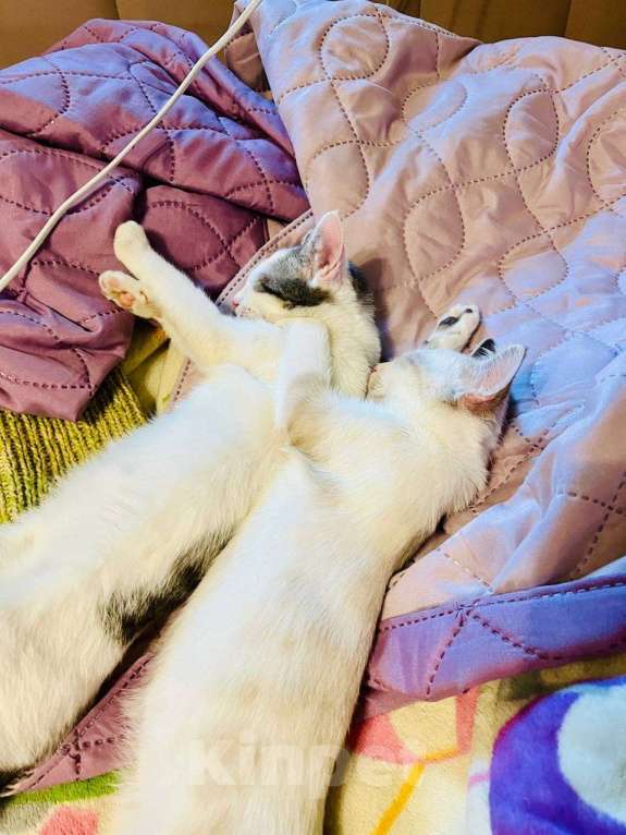 Кошки в Москве: Очаровательный брат с сестричкой в возрасте 4х месяц ищут дом. Мальчик, Бесплатно - фото 4