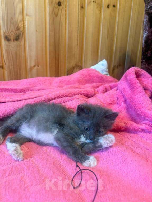 Кошки в Москве: котята в добрые руки Девочка, Бесплатно - фото 6