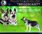 Собаки в Санкт-Петербурге: Ф... Из Звёздного Десанта  Девочка, 40 000 руб. - фото 2
