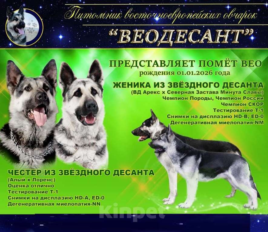 Собаки в Санкт-Петербурге: Ф... Из Звёздного Десанта  Девочка, 40 000 руб. - фото 2