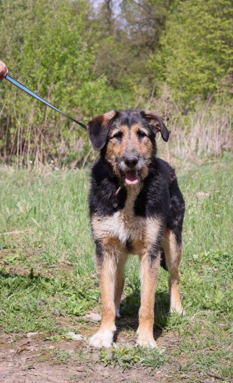 Собаки в Подольске: Молодая собака Баста в добрые руки  Девочка, Бесплатно - фото 3