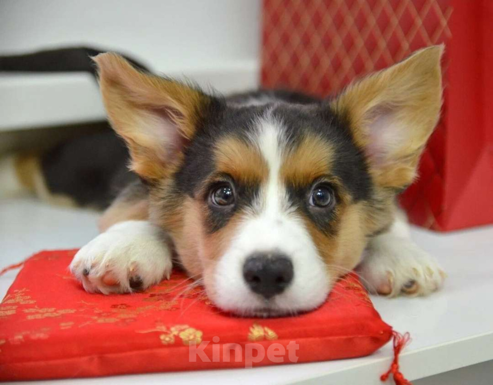 Собаки в Москве: Марлон Вельш-корги-кардиган  Мальчик, 50 000 руб. - фото 6