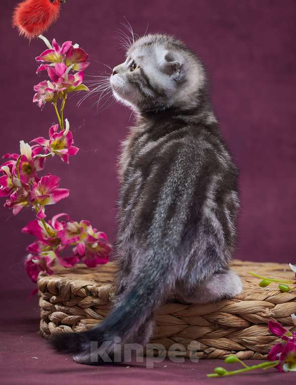 Кошки в Барнауле: Котик-фолд Тимоти🤎 Мальчик, Бесплатно - фото 9