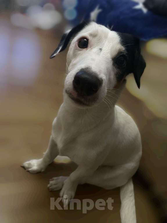 Собаки в Краснодаре: Найдена собака!!! Девочка, Бесплатно - фото 3