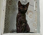 Кошки в Москве: Котенок в добрые руки Девочка, Бесплатно - фото 1