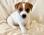 Собаки в Москве: Девочка Джек Рассел терьер Девочка, 50 000 руб. - фото 2