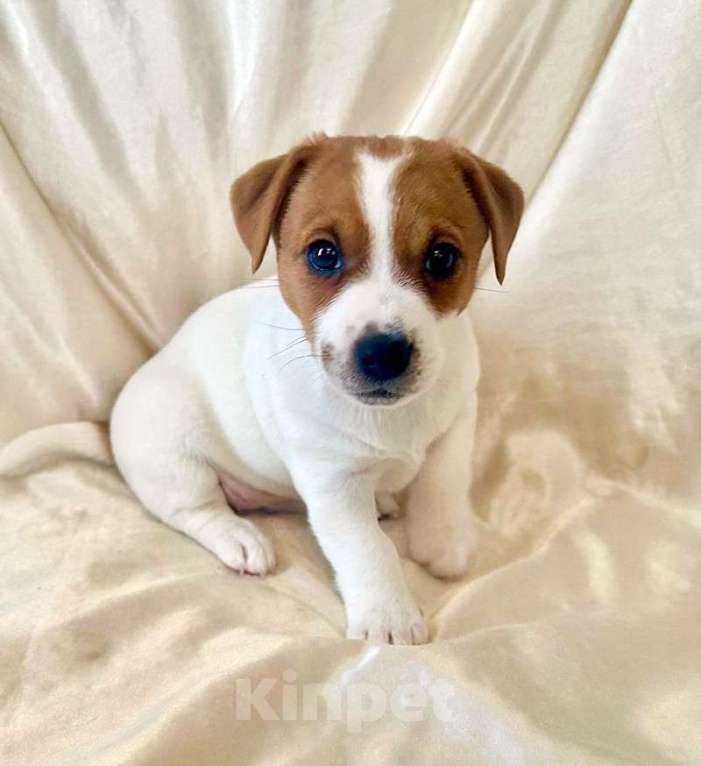 Собаки в Москве: Девочка Джек Рассел терьер Девочка, 50 000 руб. - фото 2