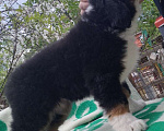 Собаки в Киржаче: продам щенка Мальчик, 50 000 руб. - фото 2