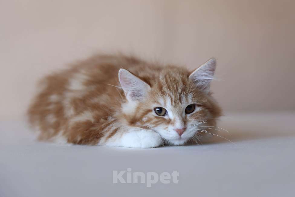 Кошки в Серпухове: Фелиция Русские Цветы Курильский  Бобтейл Девочка, 50 000 руб. - фото 3