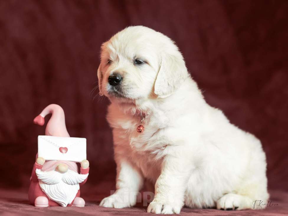 Собаки в других городах Московской области: Леди Девочка, 100 000 руб. - фото 3