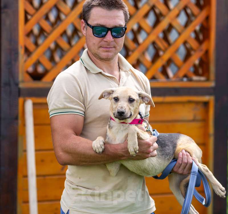 Собаки в Москве: Крошка Лаки — миниатюрное счастье в дар Мальчик, 1 руб. - фото 2