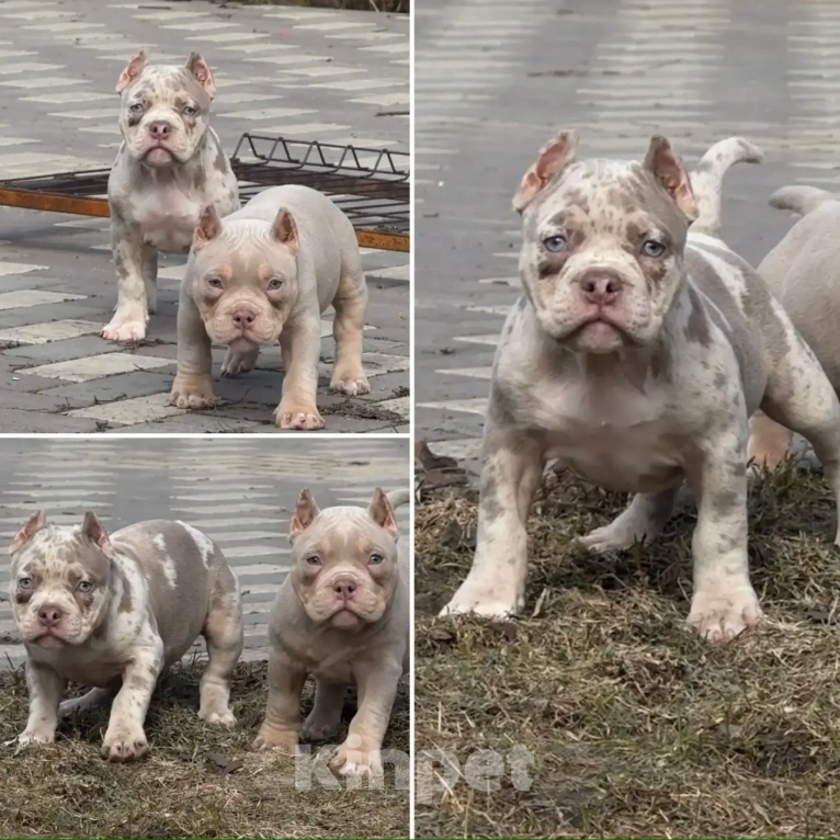Собаки в Москве: Американский булли девочка щенок Девочка, 80 000 руб. - фото 2
