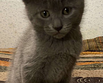Кошки в Старом Купавне: Продам котят, 8 000 руб. - фото 6