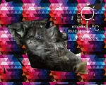 Кошки в Троицке: Котята мейн кун, 5 000 руб. - фото 5