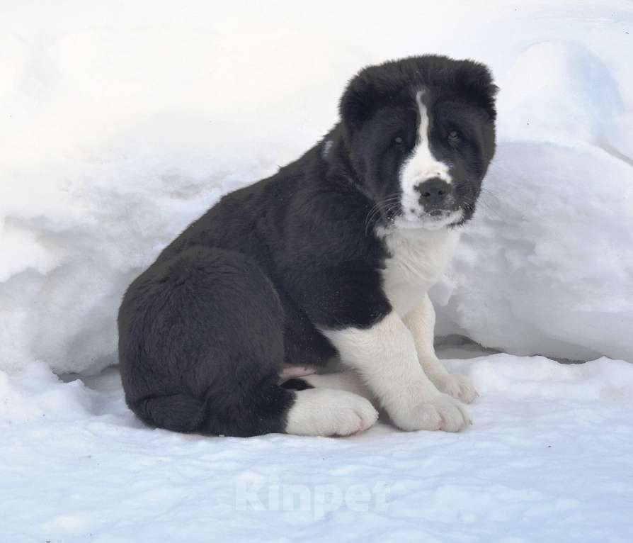 Собаки в Новосибирске: Щенки среднеазиатской овчарки Разнополые, Бесплатно - фото 4