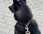 Собаки в Новосибирске: Отдам собаку в добрые руки  Девочка, Бесплатно - фото 2