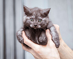 Кошки в Москве: Котята-метисы Британки в добрые руки Девочка, Бесплатно - фото 6