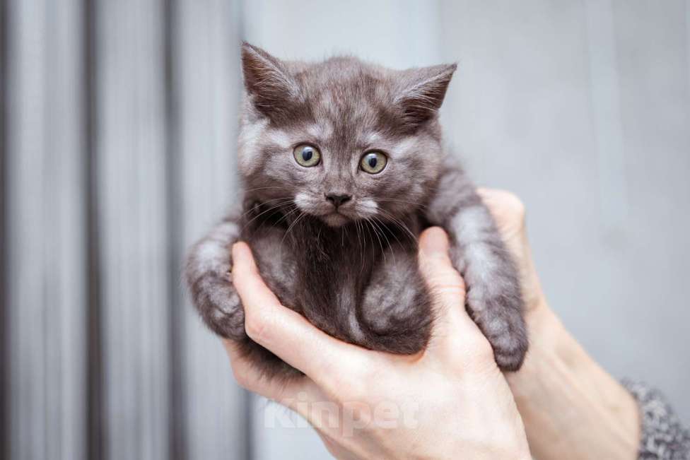 Кошки в Москве: Котята-метисы Британки в добрые руки Девочка, Бесплатно - фото 6