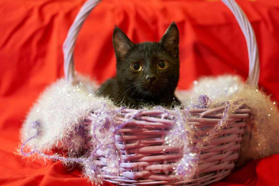 Кошки в Москве: Самый робкий котенок ищет дом Мальчик, Бесплатно - фото 5