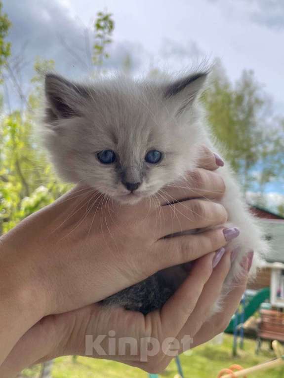 Кошки в Балашихе: Котенок Невский маскарадный  Мальчик, 25 000 руб. - фото 6