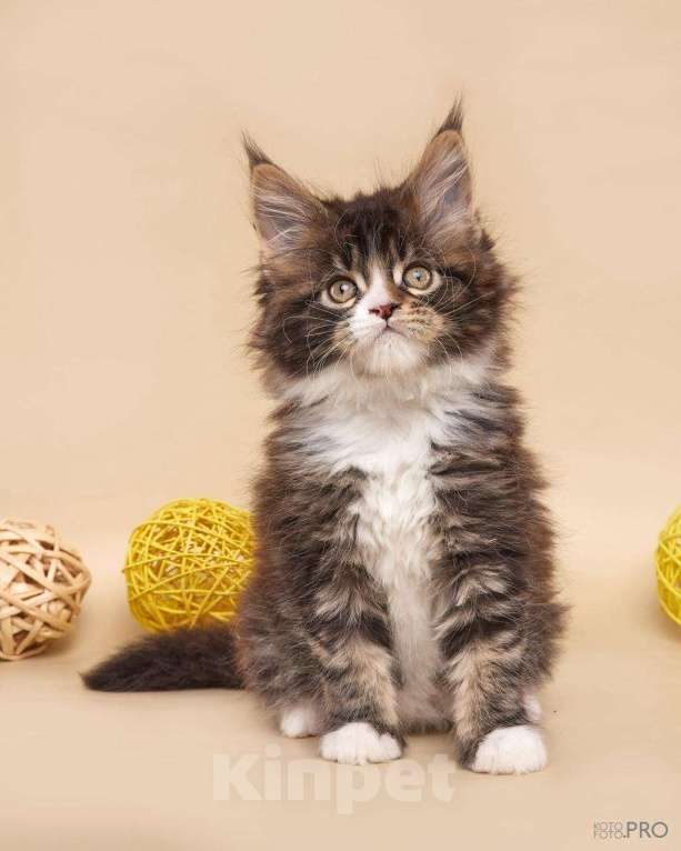 Кошки в Новосибирске: Алмаз Мальчик, 50 000 руб. - фото 4