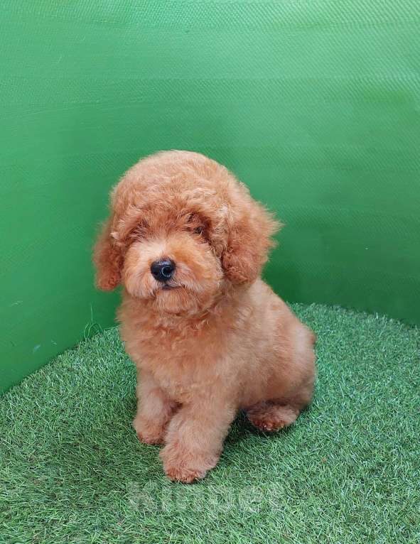 Собаки в других городах Московской области: Шикарный рыжий мальчик Тобби. Мальчик, 100 000 руб. - фото 6