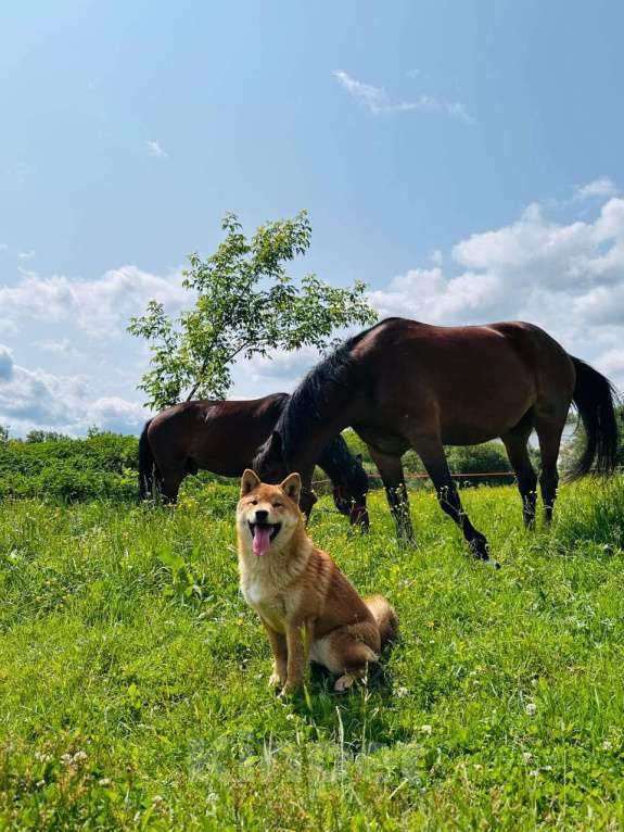 Собаки в Москве: Штурман. Самый лучший сиба  Мальчик, 40 000 руб. - фото 2