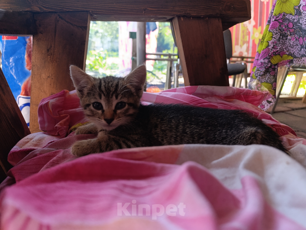 Кошки в других городах Московской области: Котята в добрые руки Разнополые, 1 руб. - фото 7