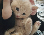Кошки в Владивостоке: Котенок от метиса сиамки Мальчик, Бесплатно - фото 1