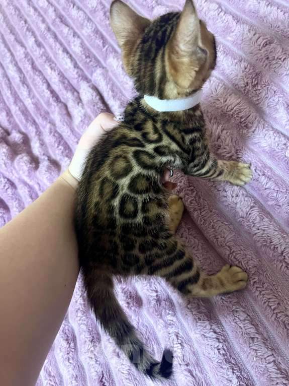 Кошки в Москве: Бенгальский котенок Девочка, 25 000 руб. - фото 4