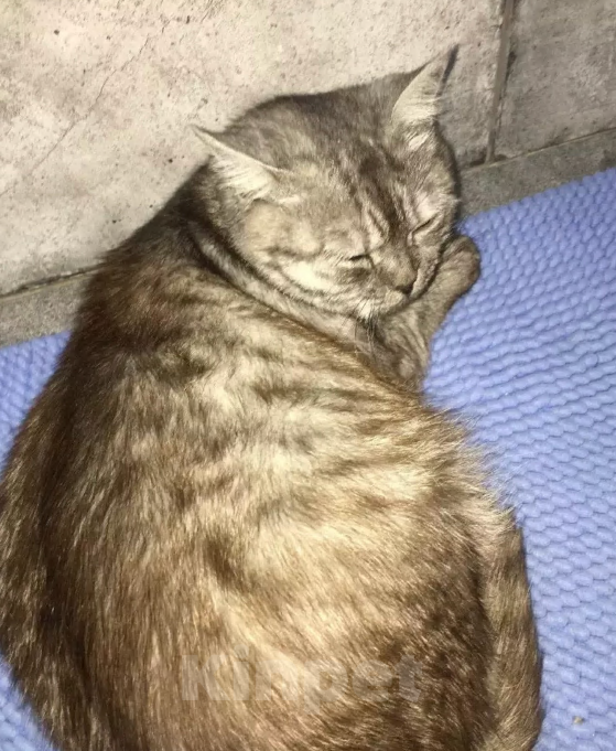 Кошки в Ростове-на-Дону: Потерялась Моя любимая Стася Девочка, 20 000 руб. - фото 3