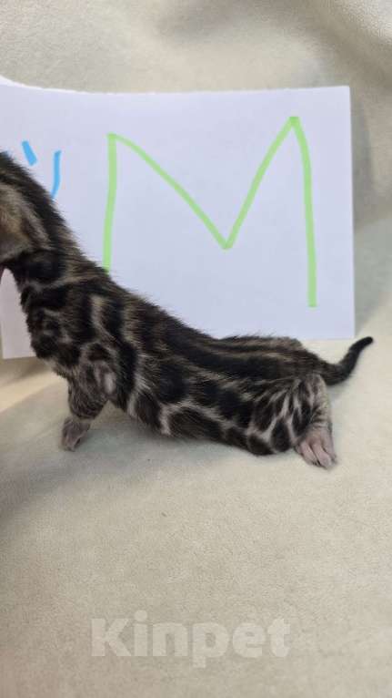 Кошки в Ростове-на-Дону: Бенгальский малыш Мальчик, 60 000 руб. - фото 1